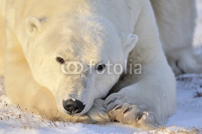 andreanita, Polar bear portrait. (eisbär, arktis, räuber, churchill, säugetier, meeressäuger, fleischfresser, eis, eisig, kalt, schnee, lying, schauend, natur, wildlife, weiß, abenteuer, bär, blau, ausbildung, umwelt, entdeckungsreise, gefriertruhe, gefroren, global, heimat, nationa)