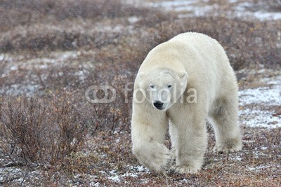 andreanita, Polar bear walking on tundra during blizzard. (eisbär, arktis, räuber, churchill, säugetier, meeressäuger, fleischfresser, eis, eisig, kalt, schnee, tundra, busch, gehend, natur, wildlife, weiß, abenteuer, bär, blau, ausbildung, umwelt, entdeckungsreise, gefriertruhe, gefroren, global, heima)