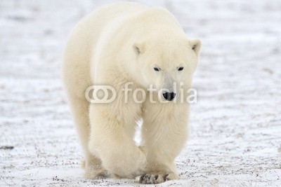 andreanita, Polar bear walking on tundra. (eisbär, arktis, räuber, churchill, säugetier, meeressäuger, fleischfresser, eis, eisig, kalt, schnee, tundra, gehend, natur, wildlife, weiß, abenteuer, bär, blau, ausbildung, umwelt, entdeckungsreise, gefriertruhe, gefroren, global, heimat, nationa)