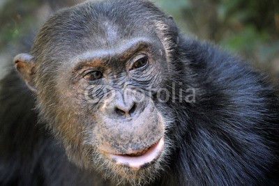 andreanita, Portait of a Chimpansee (schimpanse, schimpanse, affen, monkey, primate, säugetier, wildlife, tier, wild, wildnis, natur, ökologie, ökotourismus, afrika, tansania, kongo, natürlich, regenwald, wald, portrait, schwarz, pelz, pelzig, auge, rührend, fürsorglich, denken)
