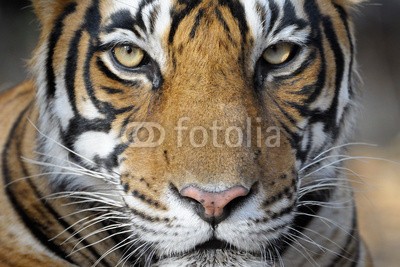 andreanita, Portrait of a Bengal Tiger. (königstiger, tiger, asien, bengal, busch, tarnen, fleischfresser, katze, gefährdet, exotisch, katzen, katzen, ausreisen, säugetier, räuber, rare, stalking, streife, bedroht, baum, verletzlich, gehend, wild, wildlife, gestreift, hunter, urwald, wildkatz)