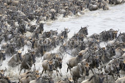 andreanita, Wildebeest crossing the Mara river (gnus, serengeti, tansania, kenya, säugetier, säugetier, gnu, umzug, kreuz, kreuzung, wildlife, natur, schauspielern, massiv, viele, gnus, herde, lese, afrika, plain, plain, zusammen, antilope, antilope, huftiere, hornträger, staub, landschaft, stuc)