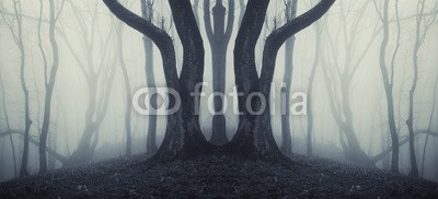 andreiuc88, big trees in a mysterious forest with fog after rain (Wunschgröße, Fotokunst, Landschaft, Wald,  Herbst, Nebel, Dunst, Natur, Stille, Bäume, Baumstämme, Spiegelung, Seitenspiegelung,  Wohnzimmer, Wellness, Schlafzimmer, schwarz / weiß)