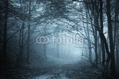 andreiuc88, blue light in a mysterious forest with fog (Wunschgröße, Fotografie, Photografie, Landschaft, Wald, Waldweg,  Herbst, Nebel, Dunst, Natur, Stille, Licht, Bäume, Wohnzimmer, Wellness, Schlafzimmer, schwarz / weiß)