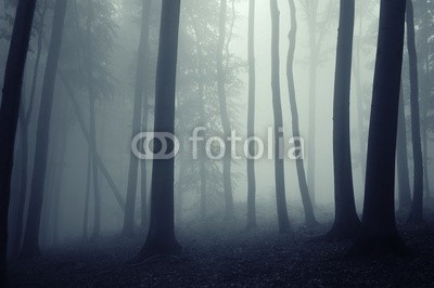 andreiuc88, fog in a beautiful forest with elegant trees (Wunschgröße, Fotografie, Photografie, Landschaft, Wald, Herbst, Nebel, Dunst, Natur, Stille, Bäume, Silhouette, Licht, Wohnzimmer, Schlafzimmer, schwarz / weiß)