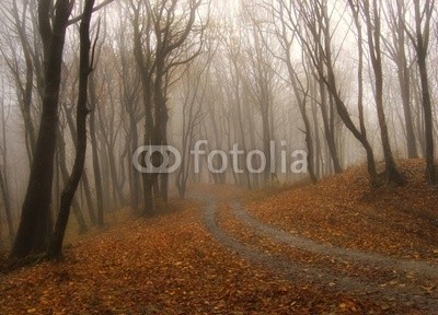 andreiuc88, fog in a colorful forest in autumn (Wunschgröße, Fotografie, Photografie, Landschaft, Wald, Waldweg, Herbst, Nebel, Dunst, Natur, Stille, Bäume, Silhouette, Licht, Wohnzimmer, Schlafzimmer, Wellness, bunt)