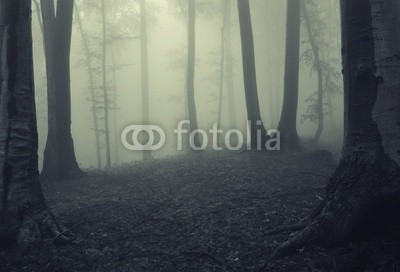 andreiuc88, Fog in dark forest (Wunschgröße, Fotografie, Photografie, Landschaft, Wald, Herbst, Nebel, Dunst, Natur, Stille, Bäume, Silhouette, Licht, Wohnzimmer, Schlafzimmer, schwarz / weiß)