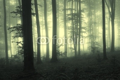 andreiuc88, Fog in the forest with trees in counter light (Wunschgröße, Fotografie, Photografie, Landschaft, Wald, Waldweg,  Herbst, Nebel, Dunst, Natur, Stille, Licht, Bäume, Wohnzimmer, Wellness, Schlafzimmer, cremeweiß / grau)