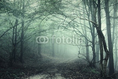 andreiuc88, Fog in the forest (Wunschgröße, Fotografie, Photografie, Landschaft, Wald, Waldweg,  Herbst, Nebel, Dunst, Natur, Stille, Bäume, Wohnzimmer, Wellness, Schlafzimmer, schwarz / weiß)