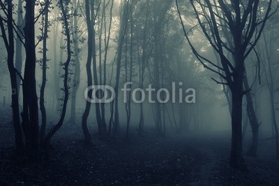 andreiuc88, forest landscape with fog (Wunschgröße, Fotografie, Photografie, Landschaft, Wald, Waldweg,  Herbst, Nebel, Dunst, Natur, Stille, Bäume, Wohnzimmer, Wellness, Schlafzimmer, Melancholie, schwarz / weiß)