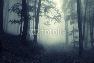 andreiuc88, Forest (Wunschgröße, Fotografie, Photografie, Landschaft, Wald, Waldweg,  Herbst, Nebel, Dunst, Natur, Licht, Stille, Bäume, Wohnzimmer, Wellness, Schlafzimmer,bunt)