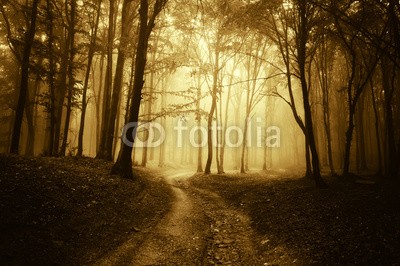 andreiuc88, horror scene with a road through golden forest with dark trees (Wunschgröße, Fotografie, Photografie, Landschaft, Wald, Waldweg,  Herbst, Nebel, Dunst, Natur, Stille, Bäume, Wohnzimmer, Schlafzimmer, Gold / braun)