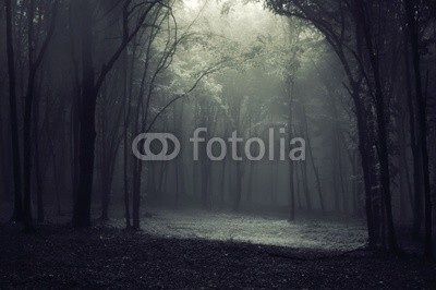 andreiuc88, Light in the forest (Wunschgröße, Fotografie, Photografie, Landschaft, Wald, Waldweg,  Herbst, Nebel, Dunst, Natur, Stille, Licht, Feierlich, Bäume, Bogen, Wohnzimmer, Wellness, Schlafzimmer, schwarz / weiß)