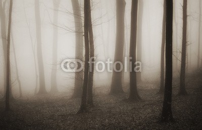 andreiuc88, mysterious forest with fog in sepia and dark trees (Wunschgröße, Fotografie, Photografie, Landschaft, Wald, Herbst, Nebel, Dunst, Natur, Stille, Bäume, Silhouette, Licht, Wohnzimmer, Schlafzimmer, schwarz / weiß)