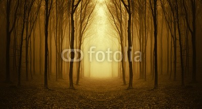 andreiuc88, path through a golden forest at sunrise (Wunschgröße, Fotografie, Photografie, Landschaft, Wald, Waldweg,  Herbst, Nebel, Dunst, Natur, Stille, Licht,  Bäume, Wohnzimmer, Wellness, Schlafzimmer,bunt)