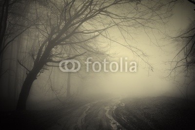 andreiuc88, road through a dark forest (Wunschgröße, Fotografie, Photografie, Landschaft, Wald, Waldweg, Straße, Herbst, Nebel, Dunst, Natur, Stille, Bäume, Wohnzimmer, Wellness, Schlafzimmer, schwarz / weiß)