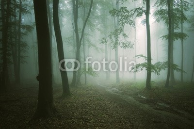 andreiuc88, road through a green forest with old trees (Wunschgröße, Fotografie, Photografie, Landschaft, Wald, Waldweg,  Herbst, Nebel, Dunst, Natur, Stille, Bäume, Wohnzimmer, Wellness, Schlafzimmer,bunt)