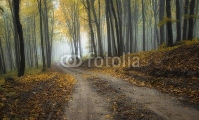 andreiuc88, road through a misty forest with beautiful colors in autumn (Wunschgröße, Fotografie, Photografie, Landschaft, Wald, Waldweg,  Herbst, Nebel, Dunst, Natur, Stille, Bäume, Wohnzimmer, Wellness, Schlafzimmer, bunt)