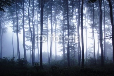 andreiuc88, sunset in a forest with fog (Wunschgröße, Fotografie, Photografie, Landschaft, Wald, Herbst, Nebel, Dunst, Natur, Stille, Bäume, Silhouette, Licht, Wohnzimmer, Schlafzimmer, schwarz / weiß)