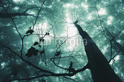 andreiuc88, tree in a magical forest with green fog (Wunschgröße, Fotografie, Photografie, Landschaft, Perspektive, Baumkrone, Aufstreben, Licht, Durchbruch, Wald,  Herbst, Nebel, Dunst, Natur, Stille, Bäume, Wohnzimmer, Wellness, Schlafzimmer, bunt)