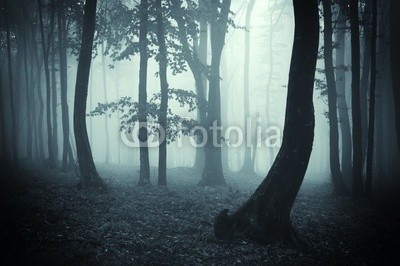 andreiuc88, tree silhouettes in a dark forest (Wunschgröße, Fotografie, Photografie, Landschaft, Wald, Waldweg,  Herbst, Nebel, Dunst, Natur, Stille, Silhouette, Bäume, Wohnzimmer, Wellness, Schlafzimmer, schwarz / weiß)