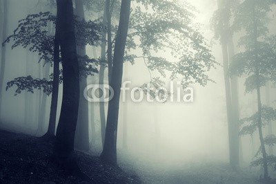 andreiuc88, trees in counter light in a dark forest (Wunschgröße, Fotografie, Photografie, Landschaft, Wald, Waldweg,  Herbst, Nebel, Dunst, Natur, Stille, Bäume, Wohnzimmer, Wellness, Schlafzimmer, schwarz / weiß)