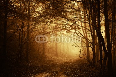 andreiuc88, warm light falling on a road in a dark forest in autumn (Wunschgröße, Fotografie, Photografie, Landschaft, Wald, Waldweg,  Herbst, Nebel, Dunst, Natur, Stille, Licht, Wärme, Nostalgie, Bäume, Wohnzimmer, Wellness, Schlafzimmer, braun / gold)