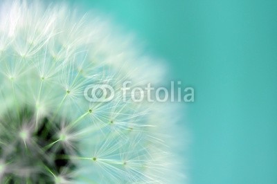 Andreja Donko, Dandelion (lÃ¶wenzahn, abstrakt, kopf, hintergrund, schÃ¶ner, schÃ¶nheit, blÃ¼hen, blÃ¼hen, blau, schlieÃŸen, close-up, wunsch, verfÃ¤rbt, cyan, tage, feinfÃ¼hlig, details, vertrÃ¤umt, flora, floral, blume, frisch, garten, makro, natÃ¼rlich, natur, eins, drauÃŸe)