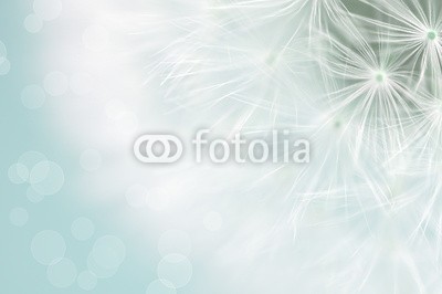 Andreja Donko, Dandelion (lÃ¶wenzahn, abstrakt, kopf, bokeh, hintergrund, schÃ¶ner, schÃ¶nheit, blÃ¼hen, blÃ¼hen, blau, schlieÃŸen, close-up, wunsch, verfÃ¤rbt, cyan, tage, feinfÃ¼hlig, details, vertrÃ¤umt, flora, floral, blume, frisch, garten, makro, natÃ¼rlich, natur, ein)