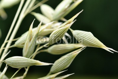Andreja Donko, Oat (hafer, weizen, close-up, korn, staat, feld, landschaft, ernte, details, pflanze, bauer, landwirtschaft, farmland, essen, grÃ¼n, wachsen, corn, zuwachs, ackerbau, licht, makro, mahlzeit, natur, ernÃ¤hrung, aussen, reif, landlich, jahreszeit, samen, stro)