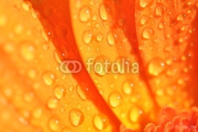 Andreja Donko, Wet Orange Gerbera (gerbera, gÃ¤nseblÃ¼mchen, orange, blume, nass, trÃ¶pfchen, eins, single, regentropfen, makro, entladen, wasser, close-up, details, floral, frÃ¼hling, hell, jahreszeit, natur, niemand, schÃ¶ner, dekoration, frisch, blÃ¼hen, schÃ¶nheit, verdammt, blÃ¼he)