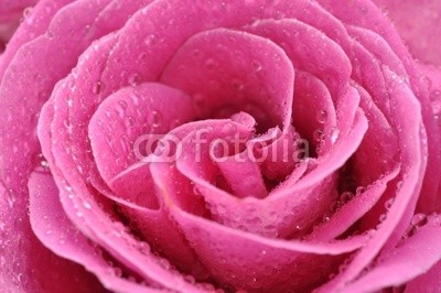 Andreja Donko, Wet Pink Rose (rose, rosa, nass, weich, entladen, trÃ¶pfchen, close-up, blume, frisch, details, wasser, eins, single, schÃ¶ner, schÃ¶nheit, blÃ¼hen, verdammt, blÃ¼hen, hell, feinfÃ¼hlig, sanftmÃ¼tig, licht, makro, natÃ¼rlich, natur, Ã¶ffnen, petal, pflanze, romantisc)