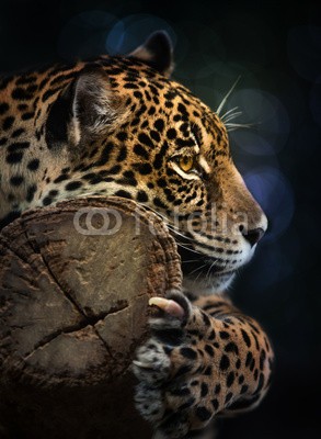 anekoho, Jaguar (tier, jaguar, leopard, amazonas, panthera, panther, wild animals, amerika, tiger, säugetier, weiß, pelz, fleischfresser, männlich, orange, aussen, katzen, weiblich, portrait, hunter, wald, gesicht, katze, bunt, räuber, draußen, gefährdet, barthaar)