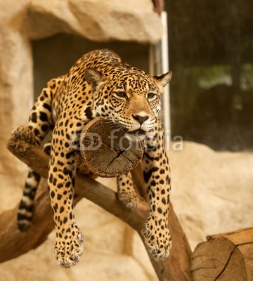 anekoho, Leopard (Tiger) (leopard, tiger, tierpark, tier, wild, fleischfresser, katze, gefahr, ohr, elegant, gesicht, angst, katzen, wald, pelz, large, säugetier, natur, portrait, räuber, rasten, rußland, siberia, schlafen, barthaare, wildkatze, wildlife, gähne)