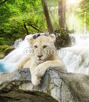 anekoho, White lion (erstaunlich, tier, hintergrund, bangkok, balken, schöner, blau, sauber, exotisch, fallen, strömend, löwe, wald, frisch, grün, zuwachs, hand, himmel, urwald, landschaft, leaf, natur, paradise, park, pflanze, reinheit, fluß, fels, romantisch, frühlin)