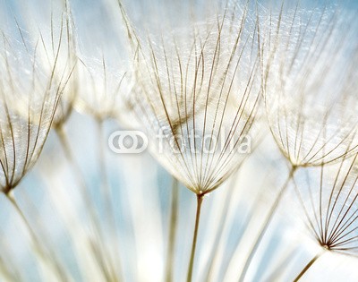 Anna Omelchenko, Abstract dandelion flower background (abstrakt, hintergrund, schöner, blühen, blau, close-up, cyan, löwenzahn, blume, garten, natürlich, pflanze, schönheit, blühen, schließen, close-up, verfärbt, tage, feinfühlig, entwerfen, details, verträumt, focus, flora, floral, blume, frisc)