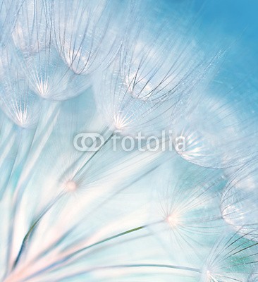 Anna Omelchenko, Abstract dandelion flower background (abstrakt, hintergrund, blühen, blau, close-up, löwenzahn, blume, jahreszeitlich, weich, sommer, textur, schöner, schönheit, blühen, schließen, close-up, verfärbt, cyan, tage, feinfühlig, entwerfen, details, verträumt, flora, floral, blume, frisc)