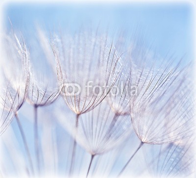 Anna Omelchenko, Abstract dandelion flower background (abstrakt, hintergrund, blau, löwenzahn, details, feld, floral, blume, natürlich, weich, frühling, löwenzahn, schöner, schönheit, blühen, verdammt, blühen, schließen, close-up, verfärbt, feinfühlig, traum, verträumt, flora, blume, focu)