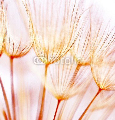 Anna Omelchenko, Abstract dandelion flower background (abstrakt, hintergrund, schönheit, close-up, löwenzahn, blume, natürlich, weich, frühling, sommer, löwenzahn, textur, abstraktion, schöner, blühen, verdammt, blühen, verwischen, hell, schließen, close-up, verfärbt, details, verträumt, feld, flor)