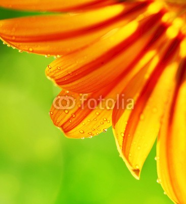 Anna Omelchenko, Abstract flower petals, colorful floral border (abstrakt, hintergrund, schöner, schönheit, verdammt, bokeh, landesgrenzen, hell, karte, schließen, close-up, verfärbt, bunt, gänseblümchen, details, tau, fallen lassen, feld, flora, floral, blume, focus, frisch, garten, gerber, gerbera, grü)