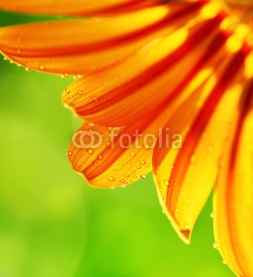 Anna Omelchenko, Abstract flower petals, colorful floral border (abstrakt, hintergrund, schöner, schönheit, verdammt, bokeh, landesgrenzen, hell, karte, schließen, close-up, verfärbt, bunt, gänseblümchen, details, tau, fallen lassen, feld, flora, floral, blume, focus, frisch, garten, gerber, gerbera, grü)