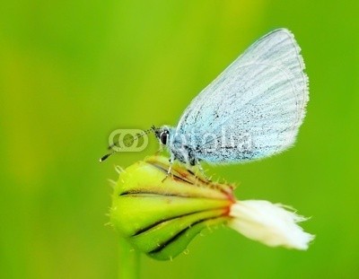 Anna Omelchenko, Beautiful butterfly (tier, schöner, knospe, schmetterling, close-up, blume, grün, insekt, makro, natur, frühling, wildlife, flügel, hintergrund, schönheit, blau, gehetzt, close-up, verfärbt, bunt, details, extrem, feld, flora, fliege, fliegender, frisch, garten, gra)