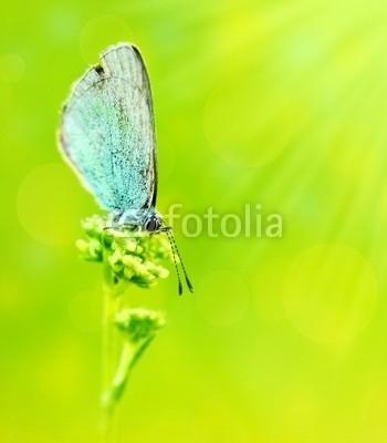 Anna Omelchenko, Beautiful butterfly (grün, tier, blau, schmetterling, insekt, makro, natur, draußen, frühling, wildlife, hintergrund, schöner, schönheit, knospe, gehetzt, close-up, close-up, verfärbt, bunt, details, extrem, feld, flora, blume, fliege, fliegender, frisch, garten, gra)