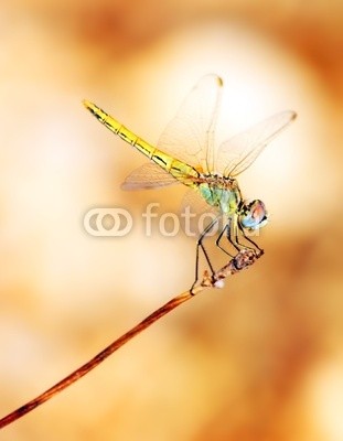 Anna Omelchenko, Closeup portrait of dragonfly (tier, hintergrund, schöner, schönheit, körper, hell, braun, gehetzt, schließen, close-up, close-up, verfärbt, bunt, lebewesen, feinfühlig, details, details, drache, libelle, ökologie, umwelt, auge, fauna, fliege, wald, zerbrechlich, garten, gra)