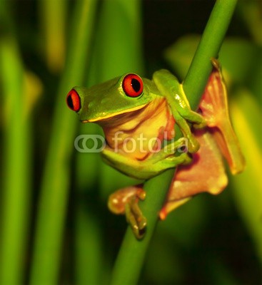 Anna Omelchenko, Cute green frog (amerika, amphibie, tier, schöner, zentrale, charmant, close-up, close-up, bunt, naturschutz, costa, hübsch, ökologie, umwelt, umwelt-, exotisch, eyed, auge, flora, wald, frosch, grün, laub, urwald, life, little, schauend, makro, national, natürlic)