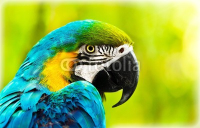 Anna Omelchenko, Exotic colorful African macaw parrot (afrikanisch, tier, altar, vögel, blau, bunt, papagei, portrait, safarie, tropisch, wildlife, afrika, aviär, hintergrund, schnabel, schöner, groß, vogelbeobachtung, hell, close-up, close-up, verfärbt, farb, bunt, eden, exotisch, auge, gesicht, faun)