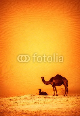 Anna Omelchenko, Family of wild camels (emirate, afrika, afrikanisch, tier, tier, arabisch, baby, schöner, schönheit, kamel, kamel, kind, tage, oden, reiseziel, sanddünen, familie, fauna, freiheit, landen, landschaft, liebe, säugetier, mutter, natur, orange, draußen, draußen, ausse)