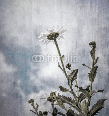 Anna Omelchenko, Grunge photo of daisy flowers (kunst, artwork, hintergrund, schöner, schönheit, blühen, verdammt, blühen, karte, close-up, wolken, wolken, gänseblümchen, tiefe, dof, verträumt, verblassen, fantasy, feld, fein, floral, blume, blume, focus, frisch, garten, sanftmütig, grau, gra)