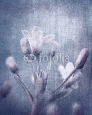 Anna Omelchenko, Grungy flowers (abstrakt, kunst, artwork, hintergrund, schöner, schönheit, blühen, verdammt, blühen, blau, karte, close-up, gänseblümchen, tiefe, dof, verträumt, verblassen, fantasy, feld, fein, floral, blume, blume, focus, frisch, frische, garten, sanftmüti)