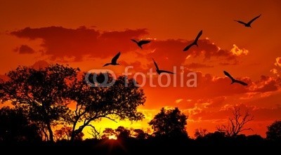 Anna Omelchenko, Landscape of Africa with warm sunset (afrikanisch, tier, hintergrund, vögel, wolken, dramatisch, abenddämmerung, abend, wald, ibis, landschaft, sonnenuntergänge, afrika, schöner, schönheit, groß, vögel, schwarz, busch, wolken, verfärbt, bunt, herde, kruger, landen, licht, nationa)